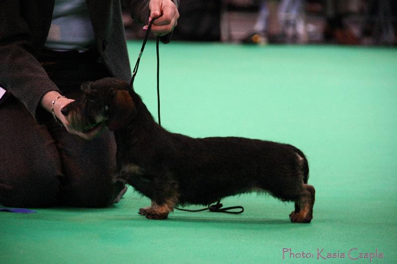 Crufts2011_2 1192.jpg